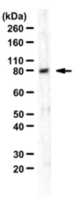 Amyloid beta A4 protein Rat anti-Mouse, Human, Clone: 2E9, MilliporeSigma